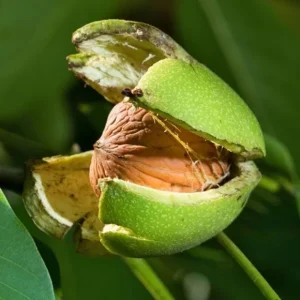 Black Walnut Tree Live Plant – 12-18