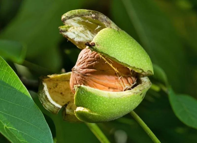 Black Walnut Tree Live Plant – 12-18" Tall – 4-Inch Pot – Nut Producing & Fall Color - Image 2