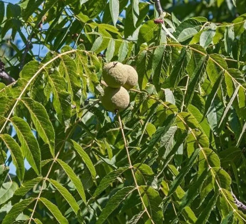 Black Walnut Tree Live Plant – 12-18" Tall – 4-Inch Pot – Nut Producing & Fall Color - Image 4