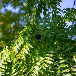 Black Walnut Tree Live Plant – 12-18