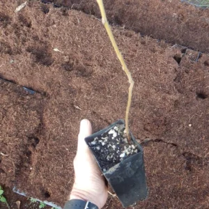 Black Walnut Tree Live Plant – 12-18