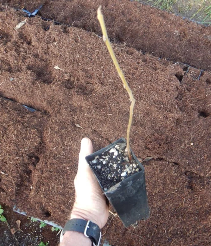 Black Walnut Tree Live Plant – 12-18" Tall – 4-Inch Pot – Nut Producing & Fall Color - Image 6