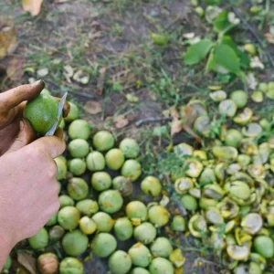 Black Walnut Tree Live Plant – 12-18