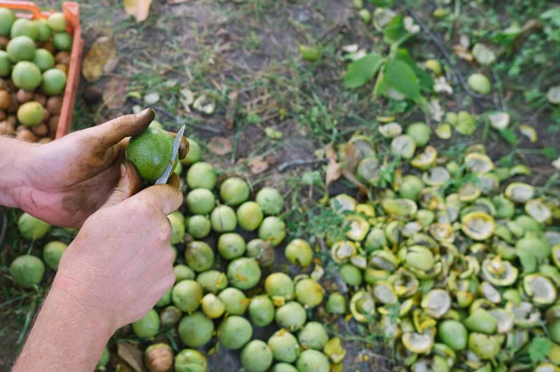 Black Walnut Tree Live Plant – 12-18" Tall – 4-Inch Pot – Nut Producing & Fall Color - Image 8