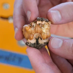 Black Walnut Tree Live Plant – 12-18