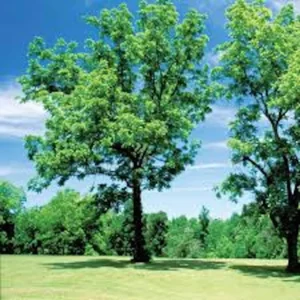 Black Walnut Tree Live Plant - Juglans nigra - 12-24in Tall Bare Root - Outdoor - Image 4