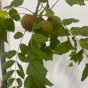 Black Walnut Tree Seeds - Fresh Juglans nigra for Planting - Image 3