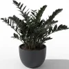 Black ZZ Plant Live Tropical Houseplant, 3 Inch Pot, Low Maintenance - Image 1