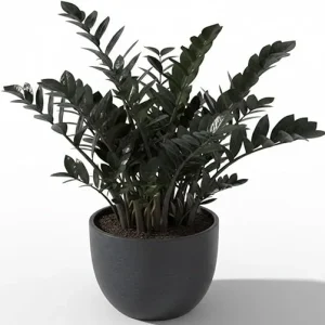 Black ZZ Plant Live Tropical Houseplant, 3 Inch Pot, Low Maintenance - Image 3