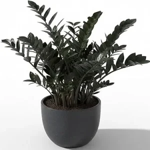 Black ZZ Plant Live Tropical Houseplant, 3 Inch Pot, Low Maintenance - Image 1