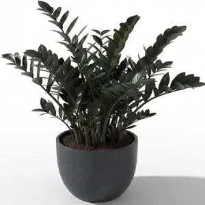 Black ZZ Plant Live Tropical Houseplant, 3 Inch Pot, Low Maintenance - Image 7