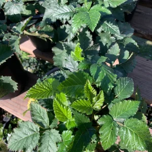 Blackberry Prime Ark Freedom Live Plant - Thornless, 1 Gallon Pot, Outdoor - Image 2