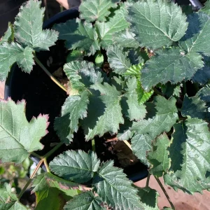 Blackberry Prime Ark Freedom Live Plant - Thornless, 1 Gallon Pot, Outdoor - Image 3