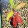 Blackgum Tree (Nyssa Sylvatica) Live Plant - 4 inch Container, 6-12 inch Height, Outdoor - Image 1