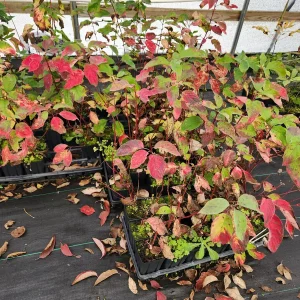 Blackgum Tree (Nyssa Sylvatica) Live Plant - 4 inch Container, 6-12 inch Height, Outdoor - Image 3