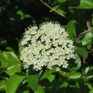 Blackhaw Viburnum Live Plant – 6-12