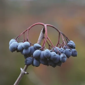 Blackhaw Viburnum Live Plant – 6-12