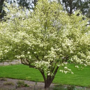 Blackhaw Viburnum Live Plant – 6-12