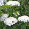 Blackhaw Viburnum Live Plant – 6-12" Tall Seedling – 4" Pot – Viburnum prunifolium - Image 1