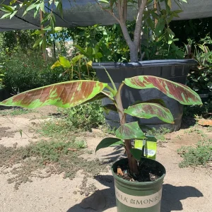 Blood Banana Live Plant - Musa acuminata - 1-1.5 ft Tall in 6