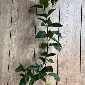 Blood Orange Tree Live Plant – Grafted Sinensis Moro – 1/2 Gallon Pot - Image 3