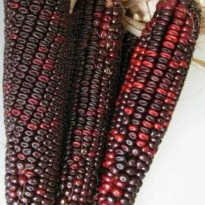 Bloody Butcher Red Corn Seeds - Heirloom Organic, High Protein, 100 Seeds - Image 1
