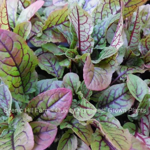 Bloody Dock Sorrel Live Plant - Perennial Vegetable & Ornamental - Zones 6-10 - Image 1
