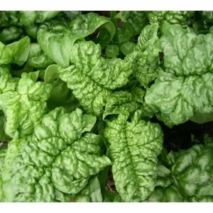 Bloomsdale Long Standing Spinach Seeds Organic Non-GMO Heirloom Vegetable - Image 1