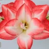 Blossom Peacock Amaryllis Bulbs - Double Bloom Pink/Red, 28/32 cm, Indoor/Outdoor - Image 1