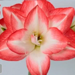 Blossom Peacock Amaryllis Bulbs - Double Bloom Pink/Red, 28/32 cm, Indoor/Outdoor - Image 1