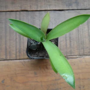 Blue Agave Live Plant – Easy Care Succulent – 3 Inch Pot - Image 2