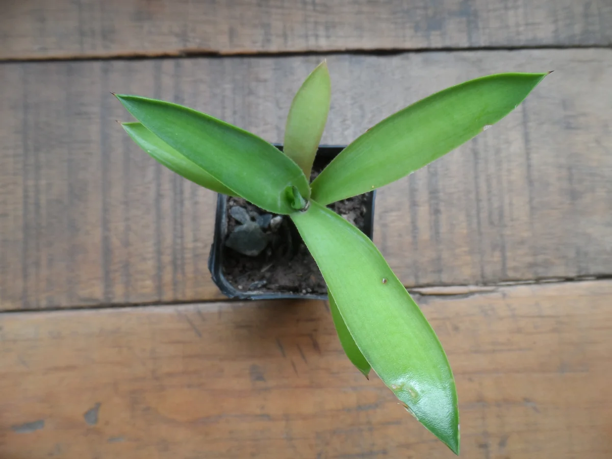 Blue Agave Live Plant – Easy Care Succulent – 3 Inch Pot - Image 2