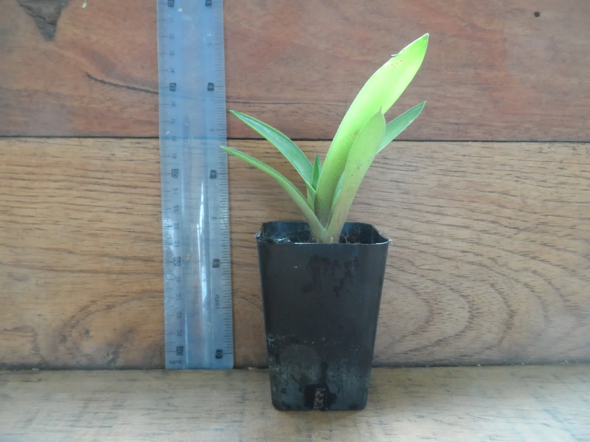 Blue Agave Live Plant – Easy Care Succulent – 3 Inch Pot - Image 1