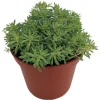 Blue Ball Sedum Live Plant – Hardy Perennial Groundcover – 2.5" Pot – Indoors/Outdoors - Image 1