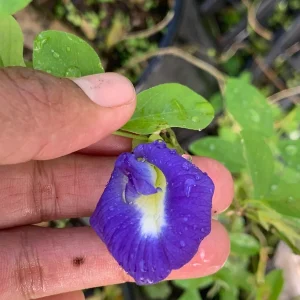 Blue Butterfly Pea Vine Live Plant - Clitoria Ternatea - 5