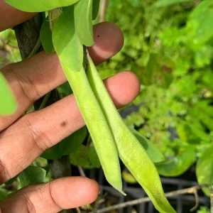 Blue Butterfly Pea Vine Live Plant - Clitoria Ternatea - 5
