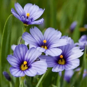 Blue-Eyed Grass Live Plant - Sisyrinchium lucerne - 2.5