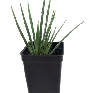 Blue-Eyed Grass Live Plant - Sisyrinchium lucerne - 2.5