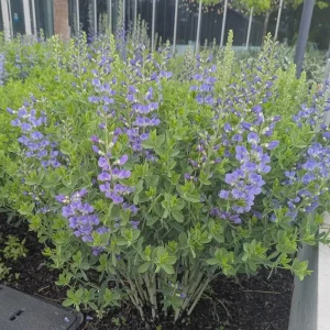 Blue False Indigo Live Plant (Baptisia australis) - Gallon Pot, 2-3 Feet Tall, Outdoor Perennial - Image 3