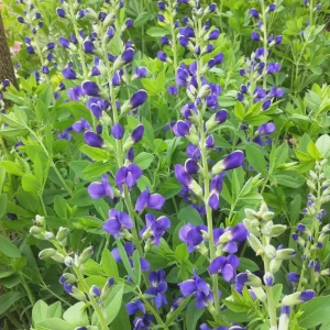 Blue False Indigo Live Plant (Baptisia australis) - Gallon Pot, 2-3 Feet Tall, Outdoor Perennial - Image 4