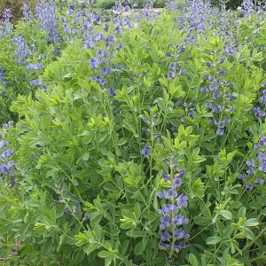 Blue False Indigo Live Plant (Baptisia australis) - Gallon Pot, 2-3 Feet Tall, Outdoor Perennial - Image 5