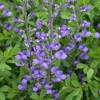 Blue False Indigo Live Plant (Baptisia australis) - Perennial Flower - 4 inch Pot - Image 1