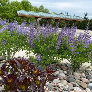 Blue False Indigo Live Plant (Baptisia australis) - Perennial Flower - 4 inch Pot - Image 2