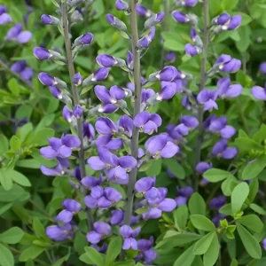 Blue False Indigo Live Plant (Baptisia australis) - Perennial Flower - 4 inch Pot - Image 1