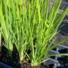 Blue Flag Iris Live Plant - Iris Versicolor - 2.5 in Pot - Wetland Perennial - Image 1