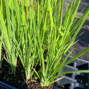 Blue Flag Iris Live Plant - Iris Versicolor - 2.5 in Pot - Wetland Perennial - Image 1