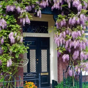 Blue Flowering Wisteria Live Plant – 2.5 inch Pot – Fragrant Climbing Vine Outdoor - Image 10