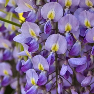 Blue Flowering Wisteria Live Plant – 2.5 inch Pot – Fragrant Climbing Vine Outdoor - Image 2