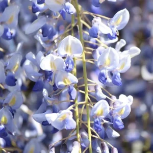 Blue Flowering Wisteria Live Plant – 2.5 inch Pot – Fragrant Climbing Vine Outdoor - Image 3