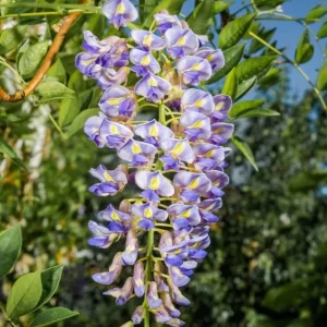 Blue Flowering Wisteria Live Plant – 2.5 inch Pot – Fragrant Climbing Vine Outdoor - Image 1